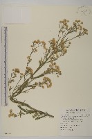 加拿大蓬藏品圖，第1張