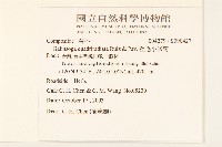 粗毛小米菊藏品圖，第2張