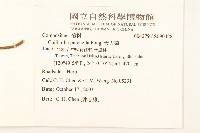 天人菊藏品圖，第2張