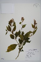 六角英, 槍刀菜藏品圖，第1張