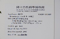 六角英, 槍刀菜藏品圖，第2張