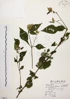 臺灣鱗球花藏品圖，第1張