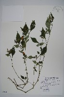 曲莖馬藍藏品圖，第1張