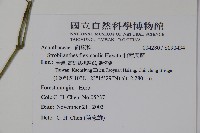 曲莖馬藍藏品圖，第2張