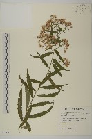 台東鐵桿蒿藏品圖，第1張