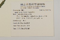 台東鐵桿蒿藏品圖，第2張