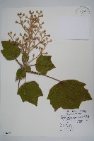 華參、裡白八角金盤藏品圖，第1張