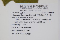 華參、裡白八角金盤藏品圖，第5張