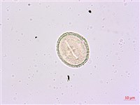 華參、裡白八角金盤藏品圖，第2張