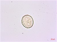 華參、裡白八角金盤藏品圖，第3張