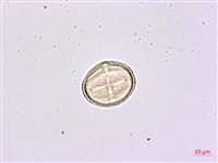 華參、裡白八角金盤藏品圖，第4張