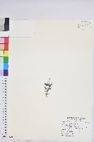 山靛藏品圖，第1張