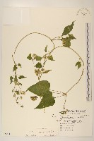 小花蔓澤蘭藏品圖，第1張