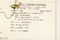 小花蔓澤蘭藏品圖，第2張