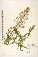 鵝仔草藏品圖，第1張