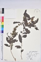 裡白饅頭果藏品圖，第1張