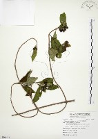 毛玉葉金花藏品圖，第1張