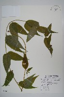 臺灣土黨參藏品圖，第1張