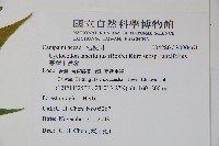 臺灣土黨參藏品圖，第2張