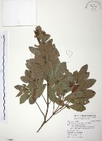 楊梅藏品圖，第1張