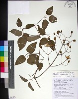 麥氏鐵線蓮藏品圖，第1張