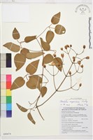 麥氏鐵線蓮藏品圖，第2張