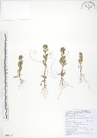 茅毛珍珠菜藏品圖，第1張