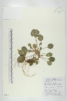 裂緣花藏品圖，第1張