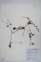 臺北附地草藏品圖，第1張