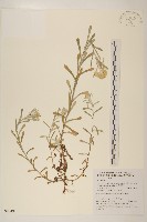 登錄號:S090492藏品圖，第1張