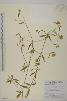 狗筋蔓藏品圖，第1張