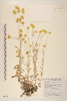 鼠麴草藏品圖，第1張