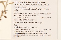 鼠麴草藏品圖，第2張