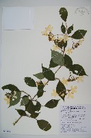 臺灣蝴蝶戲珠花、臺灣蝴蝶花藏品圖，第1張