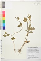 水辣菜、禺毛茛藏品圖，第1張