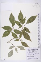 臺灣青莢葉藏品圖，第1張