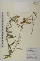 臺灣馬蘭藏品圖，第1張