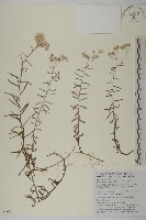 玉山抱莖籟簫藏品圖，第1張