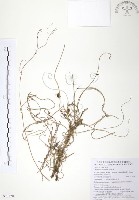 無根草藏品圖，第1張