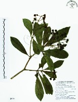 七里香、台灣海桐藏品圖，第1張