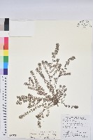 千根草藏品圖，第1張