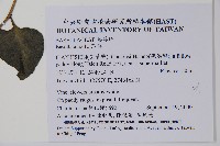 落葵藏品圖，第2張