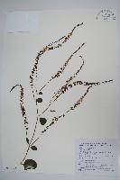 落葵藏品圖，第3張