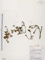 毛馬齒莧藏品圖，第1張