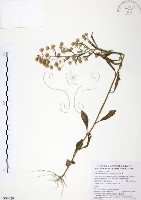 加拿大蓬藏品圖，第1張