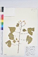 烏臼藏品圖，第1張