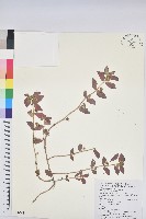 飛揚草藏品圖，第1張