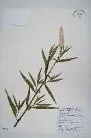 青葙藏品圖，第1張