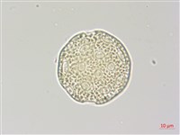 青葙藏品圖，第2張