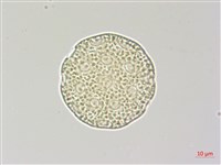 青葙藏品圖，第3張